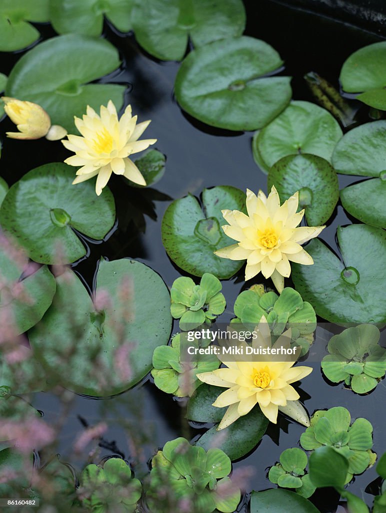 Yellow water lilies