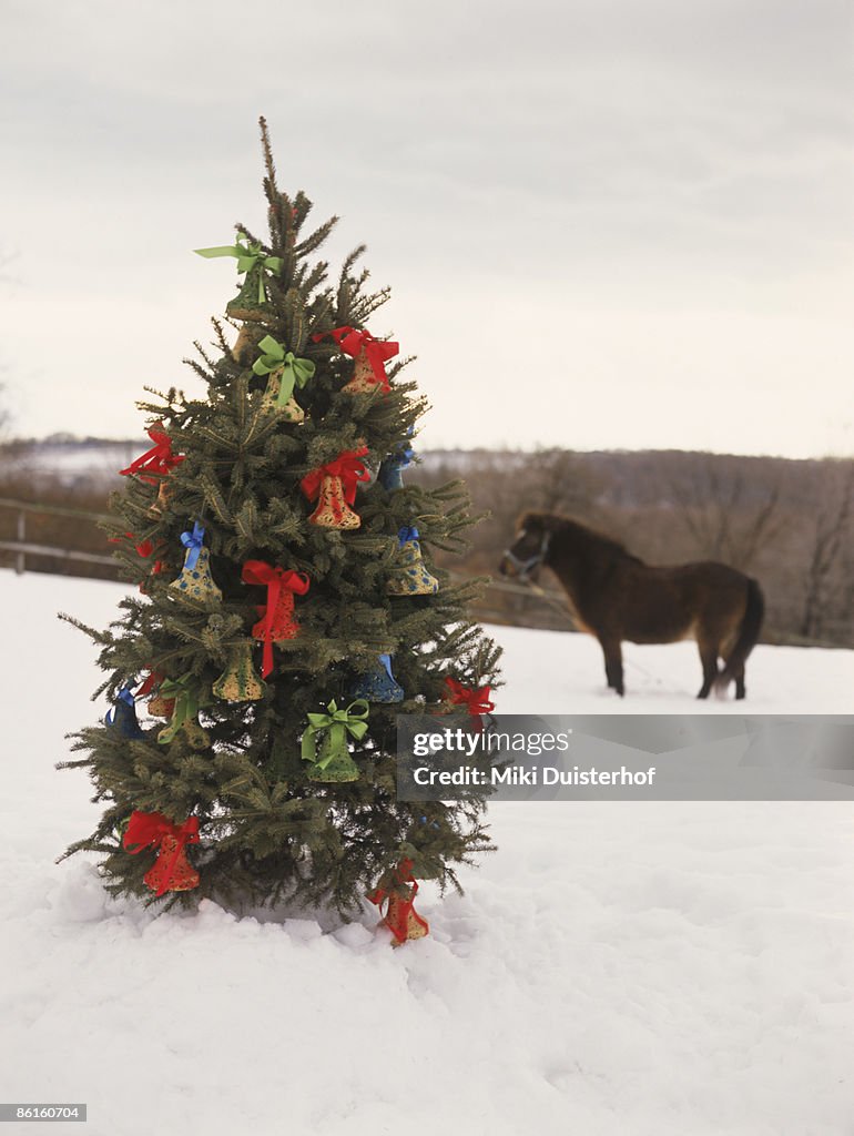 Christmas tree outdoors