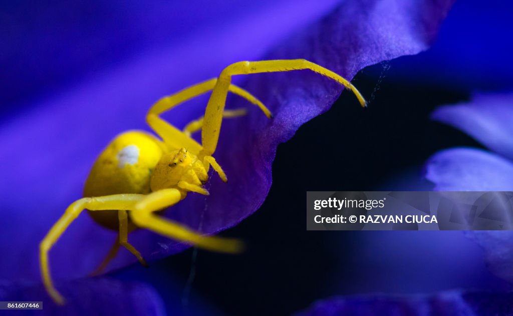 Yellow Crab Spider