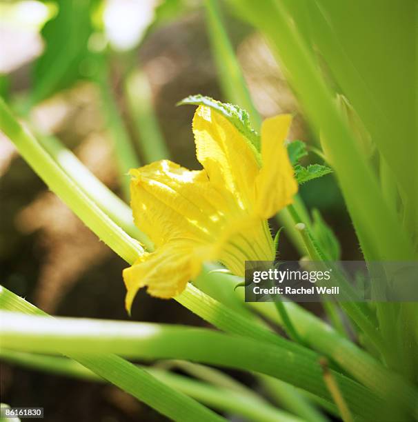 squash blossom - squash blossom stock pictures, royalty-free photos & images