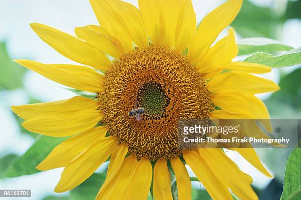 bee on sunflower -  firak stock pictures, royalty-free photos & images