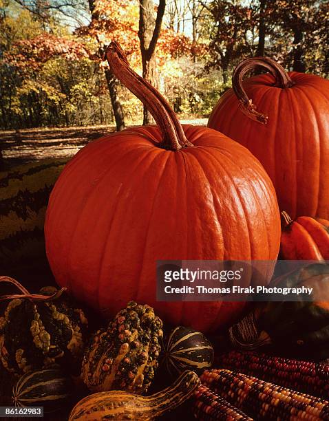 pumpkins and squash -  firak stock pictures, royalty-free photos & images