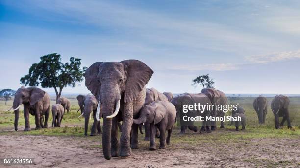 african elephant herd on the move. - animal herd stockfoto's en -beelden