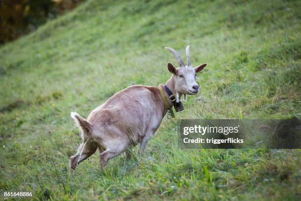 bavarian goat - urinating stock-fotos und bilder