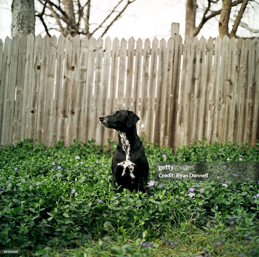 Dog in garden