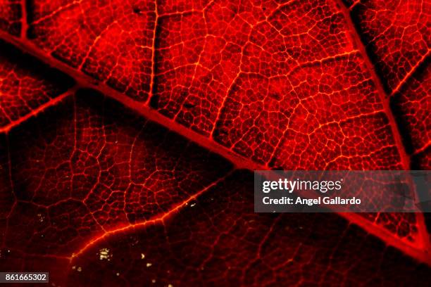 hoja - macro leaf stock pictures, royalty-free photos & images