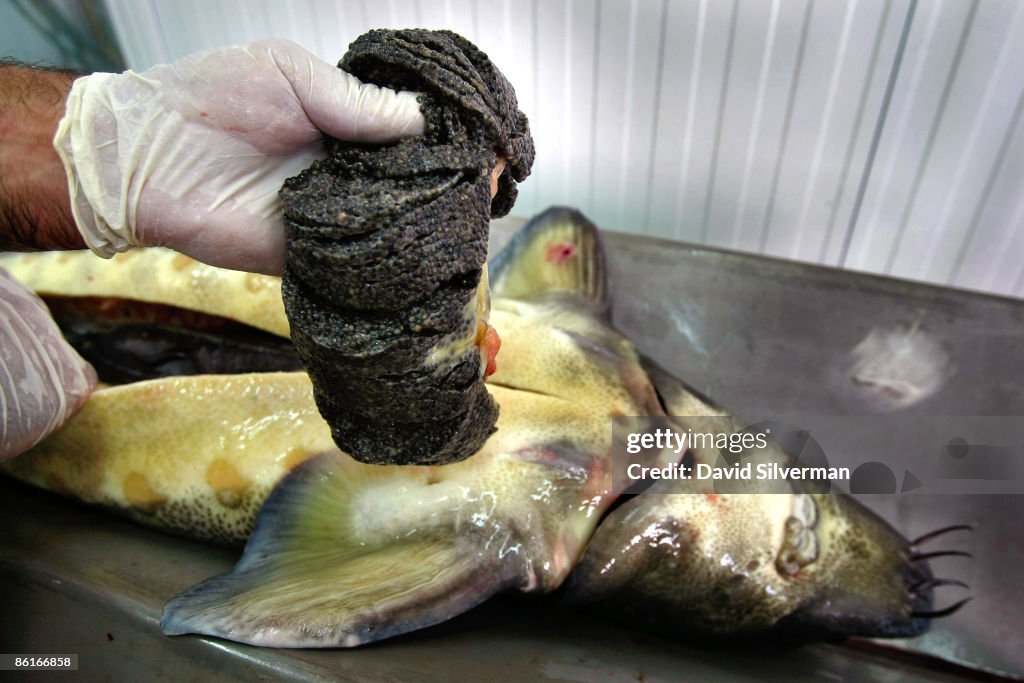 Russian Caviar Harvested In Israel