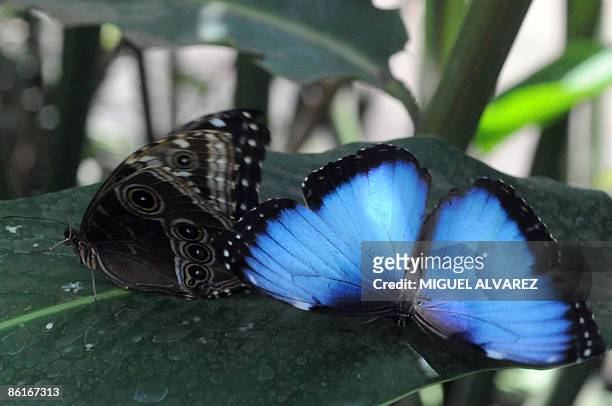 Blue Prince butterflies , as seen in in the Nicaraguan National Zoo, April 22, 2009 during Earth Day in Managua. Different species of animals in...