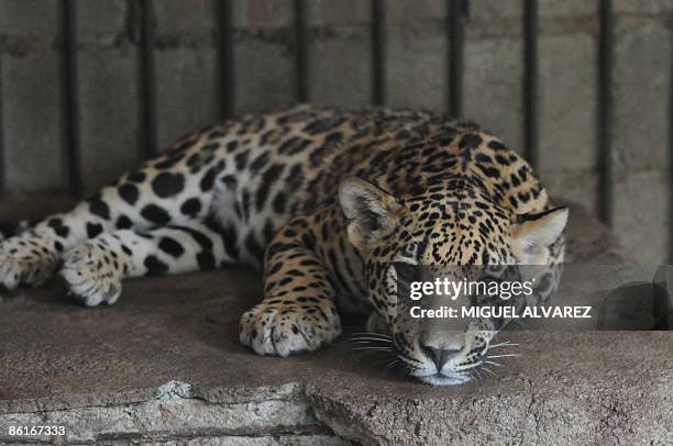 Jaguar cub at its cage of the Nicaraguan National Zoo, April 22, 2009 during Earth Day in Managua. Different species of animals in danger of...