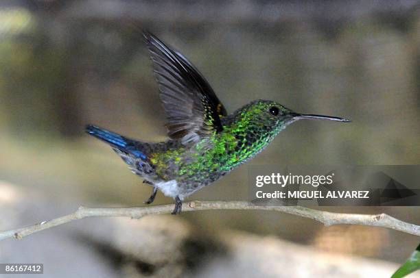 Hummingbird as seen in in the Nicaraguan National Zoo, April 22, 2009 during Earth Day in Managua. Different species of animals in danger of...