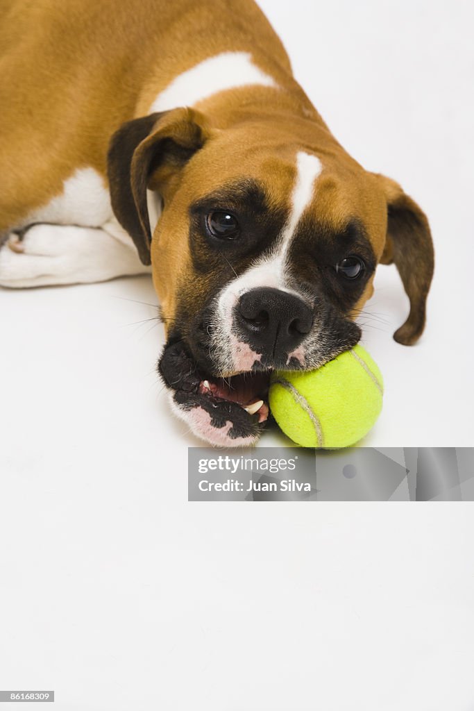 Boxer dog laying down on the floor