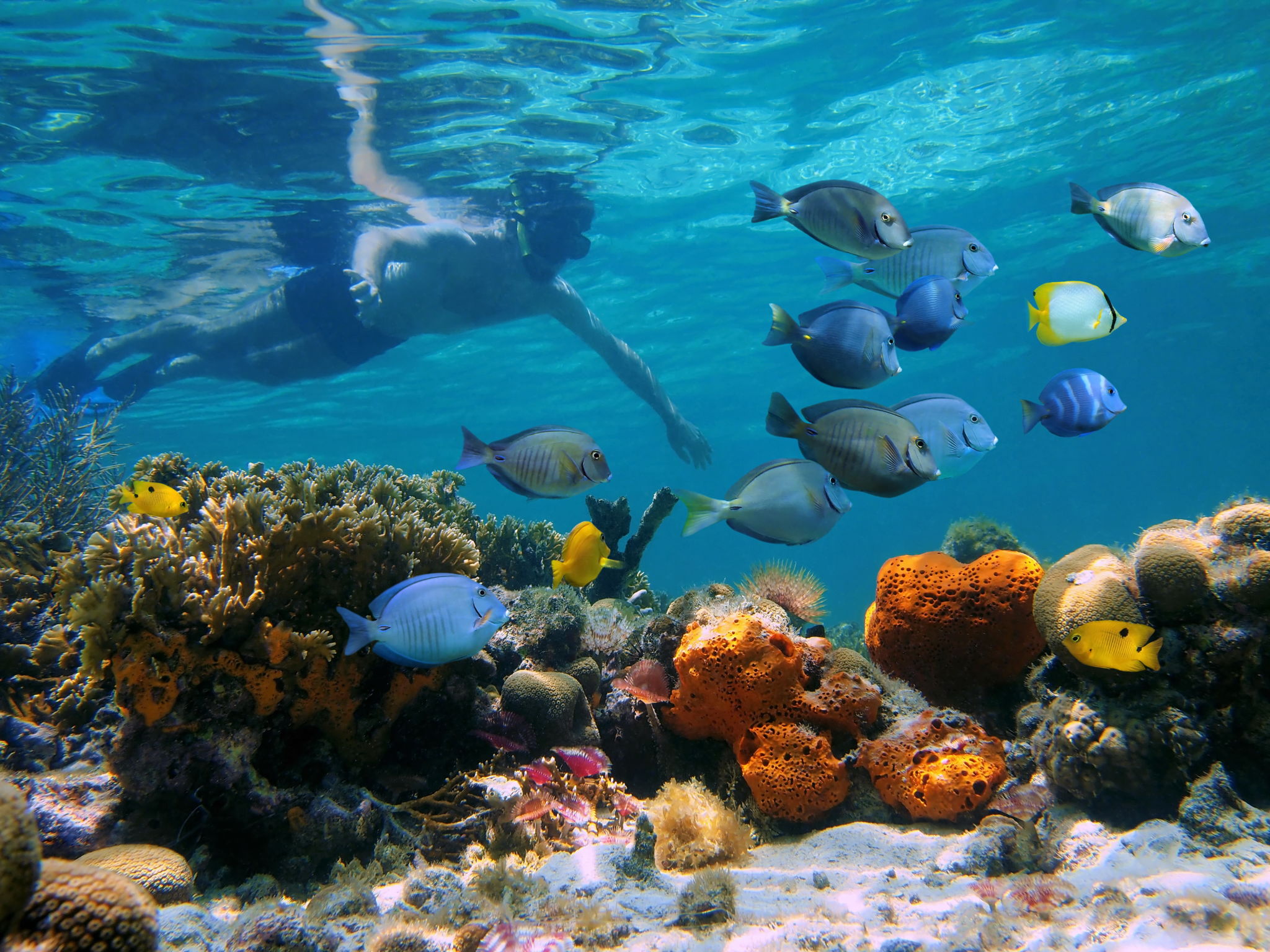 bocas del toro snorkeling safety