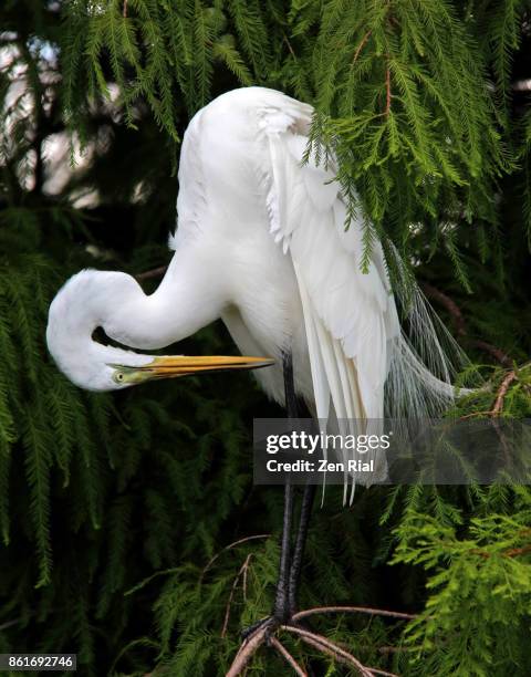 great egret (ardea alba) delicately preens while perching on a tree branch - preening stock pictures, royalty-free photos & images