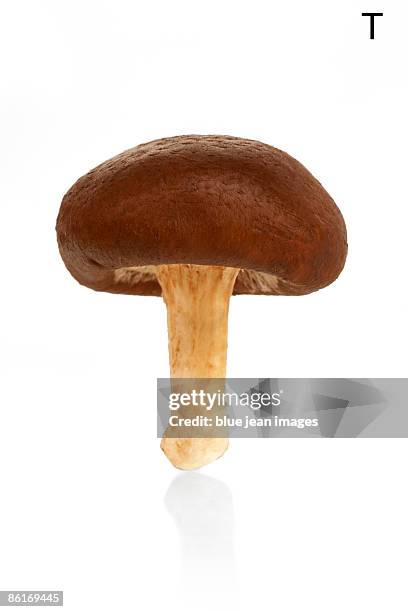 from the health-abet, the letter t, a shiitake mushroom. - mushroom types stock pictures, royalty-free photos & images