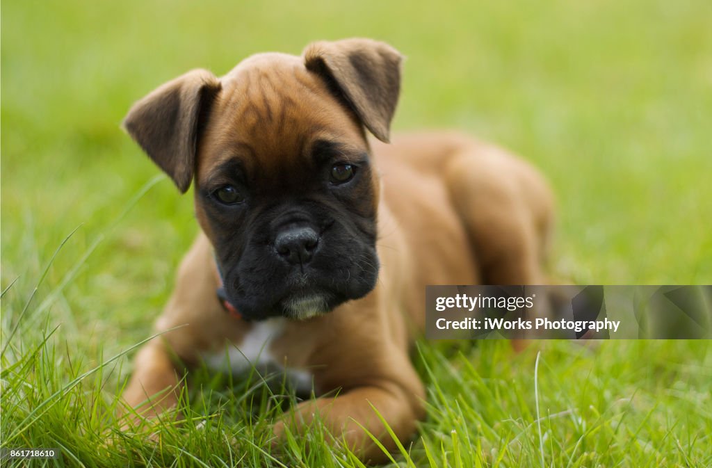 Boxer Puppy