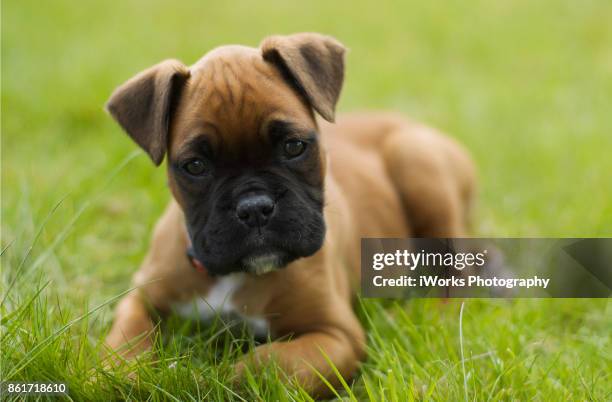 boxer puppy - boxer dog stock pictures, royalty-free photos & images