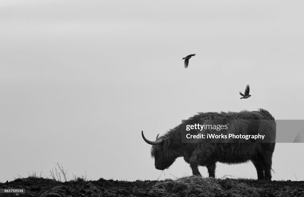 Highland Cattle