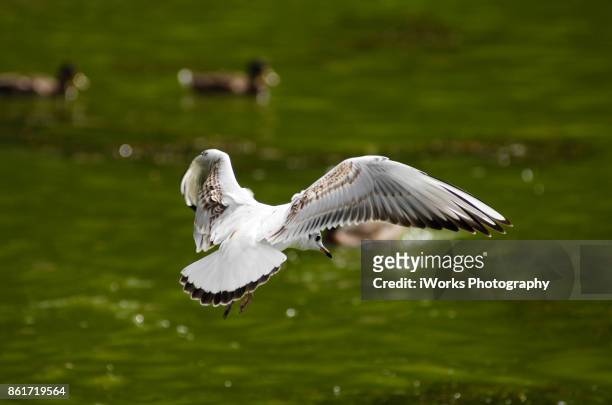 gull - east renfrewshire stock pictures, royalty-free photos & images