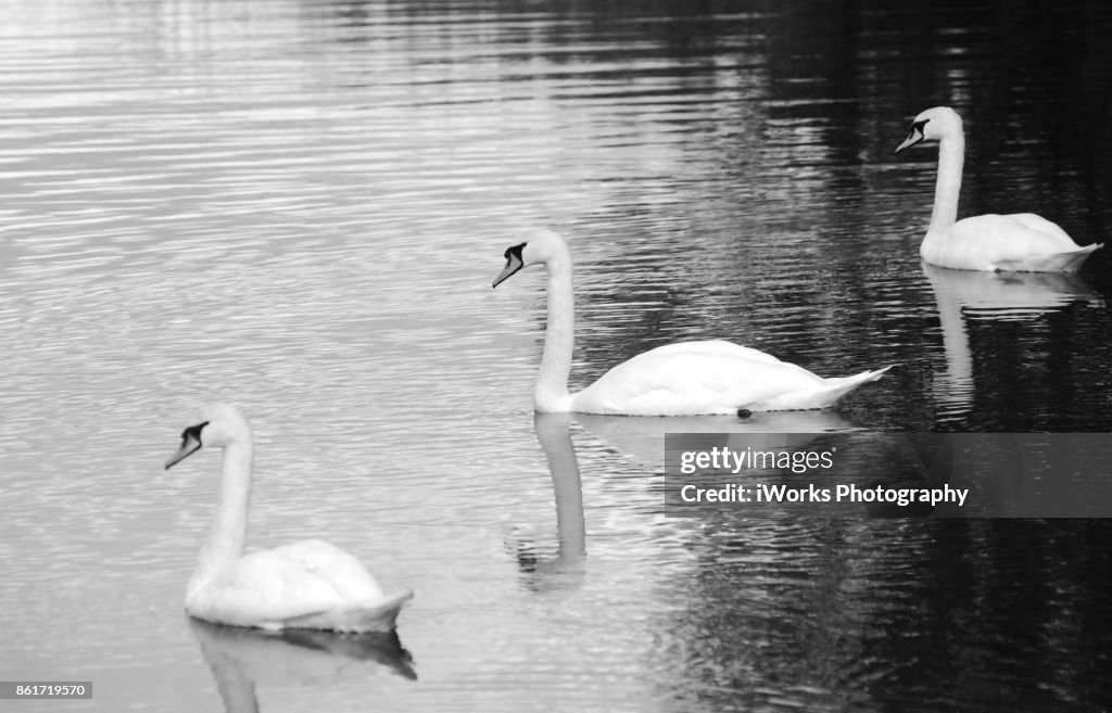Swans