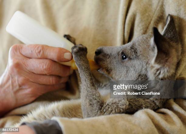 Joeys rescued after the recent bushfires are seen at the home of carer Annie Williams on April 23, 2009 in Gisborne, Australia. Whilst the state of...