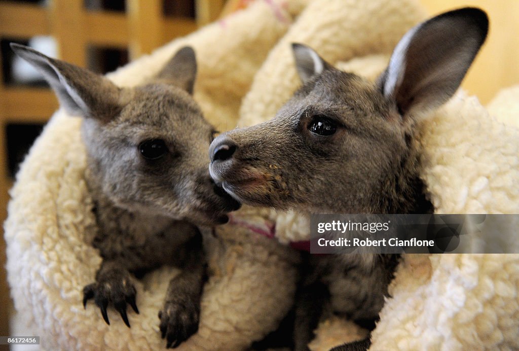 Commercial Hunting Practices Threaten Australia's Kangaroo Population