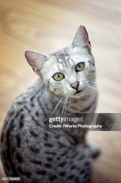 egyptian mau - egyptian mau stock-fotos und bilder