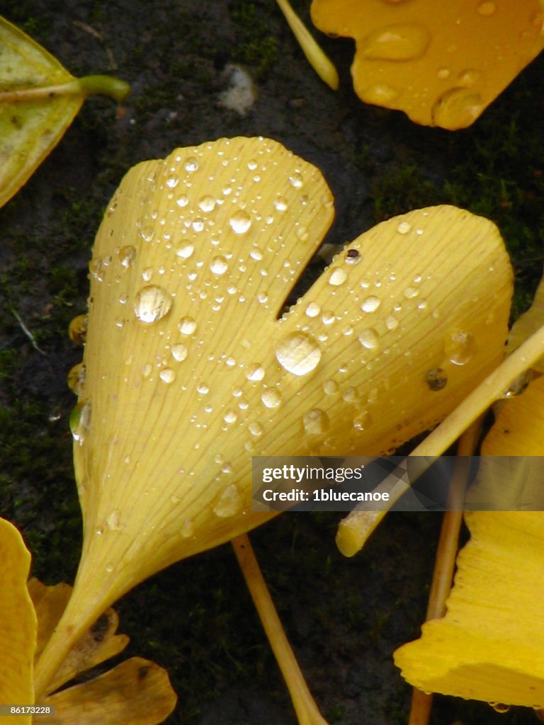 Rain Drops on Ginko Heart