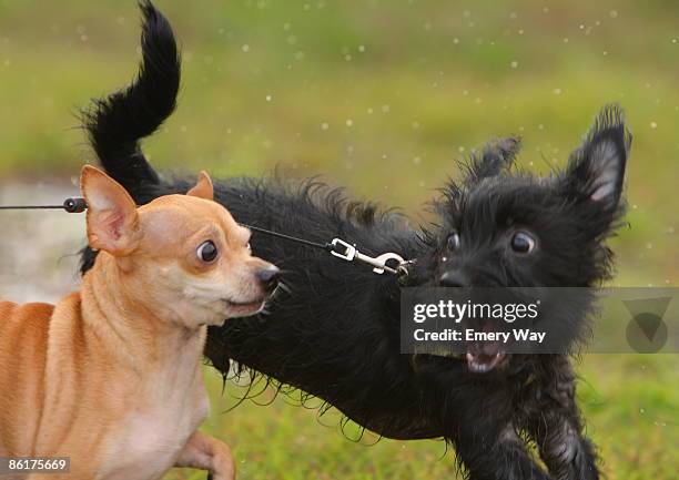 surprise - barking stock pictures, royalty-free photos & images