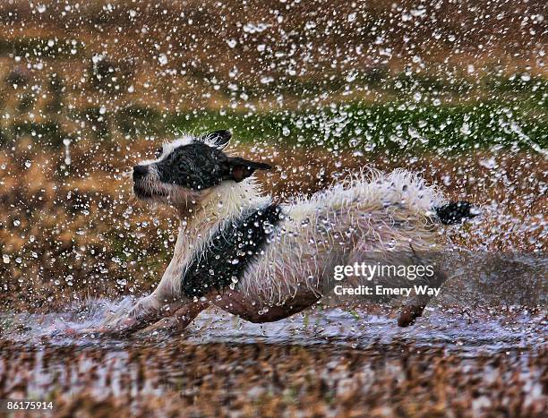 splish splash - dog splashing stock pictures, royalty-free photos & images