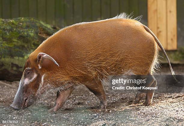 Red river hog searches for food at the Wuppertal Zoo on April 8, 2009 in Wuppertal, Germany.