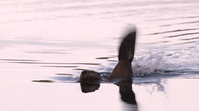 Snapping Beaver Beaver Videos and HD Footage - Getty Images