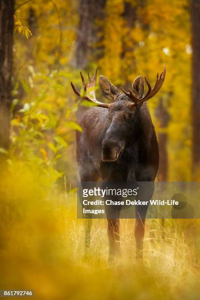 bull moose - bull moose jackson stock pictures, royalty-free photos & images