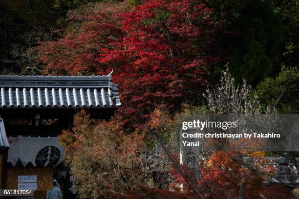 komyoji temple - christinayan stock pictures, royalty-free photos & images