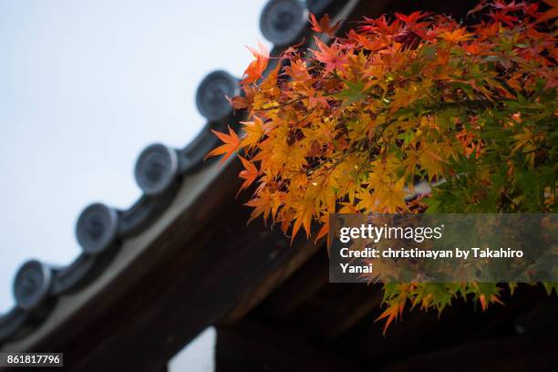 komyoji temple - christinayan stock pictures, royalty-free photos & images