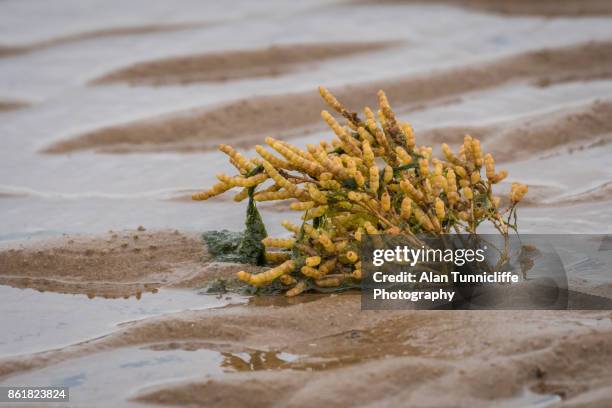 Halophytic Reeds 28 Halophytes Stock Photos, High-Res Pictures, and Images - Getty Images