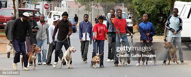 Boys in Soweto walking their pit bull terriers around the streets on April 22, 2009 in Protea North, Soweto, South Africa. The ruling African...