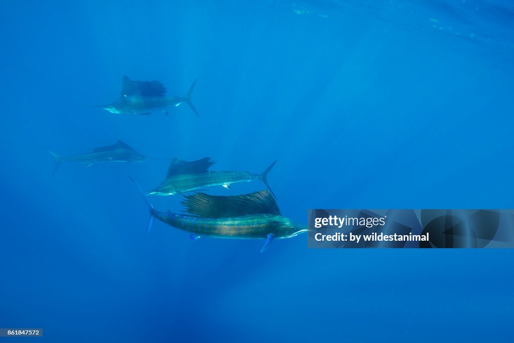 Atlantic sailfish hunting sardines in the waters off the coast of Cancun, Mexico.