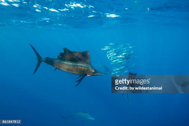 atlantic sailfish hunting sardines in the waters off the coast of cancun, mexico. - blue marlin photos et images de collection