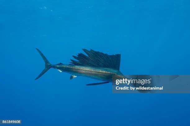 close up view of an atlantic sailfish during the sardine feeding season off the coast of cancun, mexico. - sailfish stock pictures, royalty-free photos & images