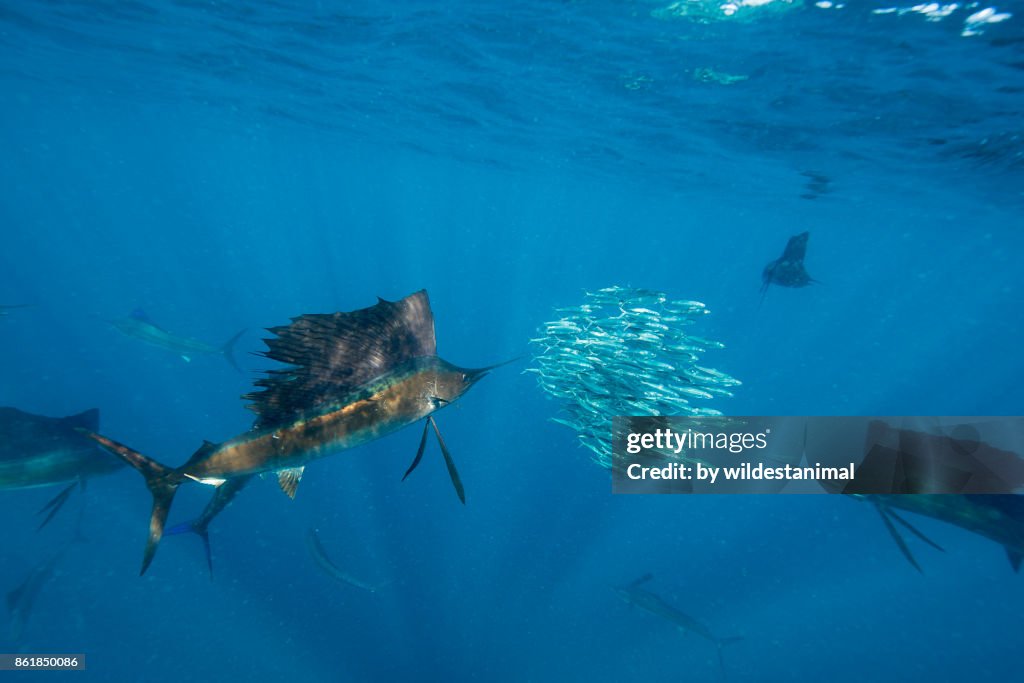 Atlantic sailfish hunting sardines in the waters off the coast of Cancun, Mexico.