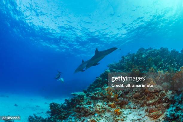 dolphin sea life school of dolphines coral reef underwater scuba diver point of view red sea nature & wildlife - pod of dolphin stock pictures, royalty-free photos & images