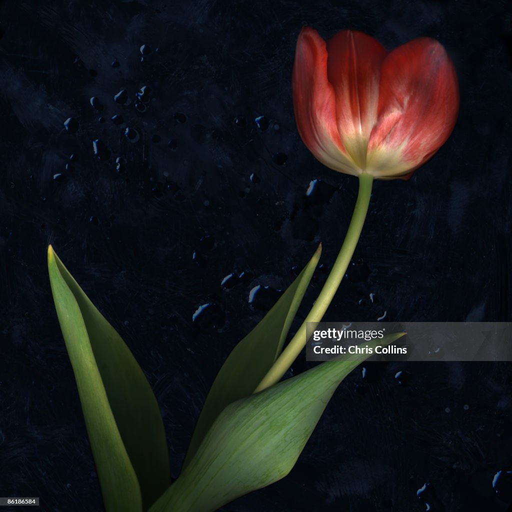 Tulip still life on black with droplets