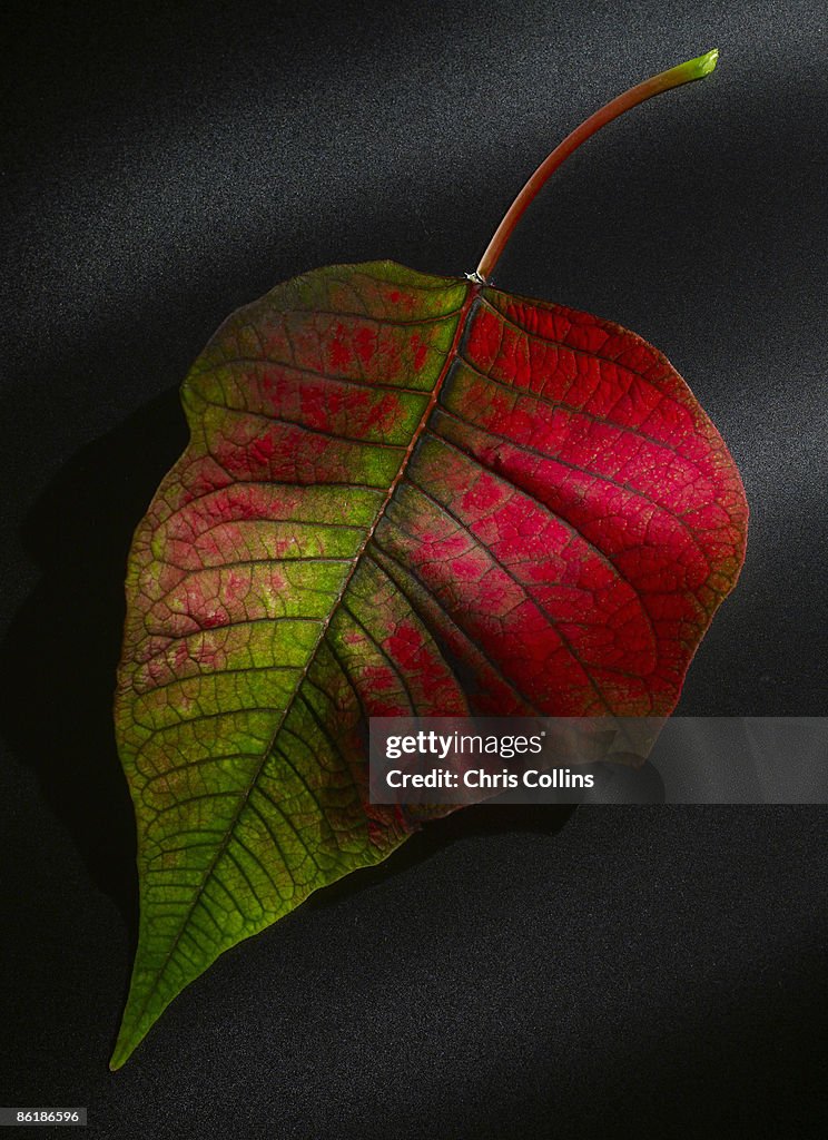 Poinsettia leaf on matte black glass