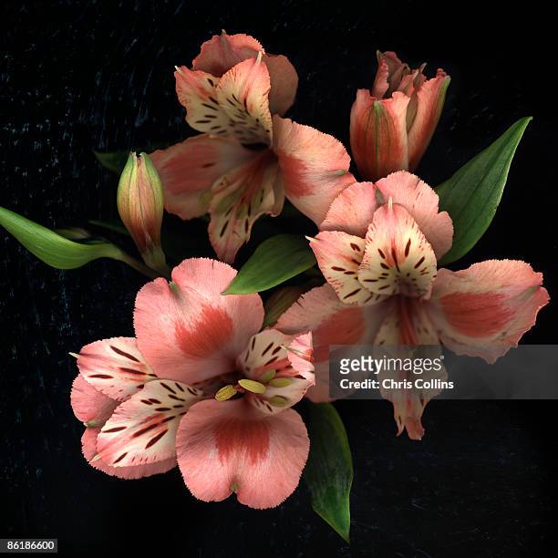 freesia flowers on black surface - freesia flowers stock pictures, royalty-free photos & images