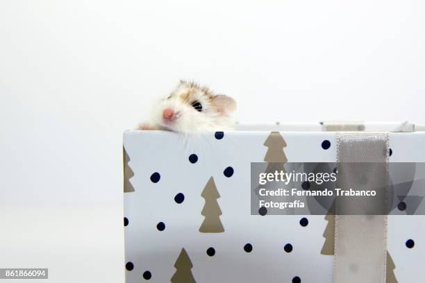 mouse in a gift box - rats nest stock pictures, royalty-free photos & images
