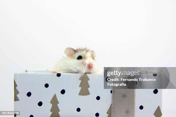 mouse in a gift box - rats nest stock pictures, royalty-free photos & images
