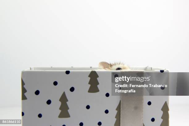 mouse hidden in a gift box - rats nest stock pictures, royalty-free photos & images