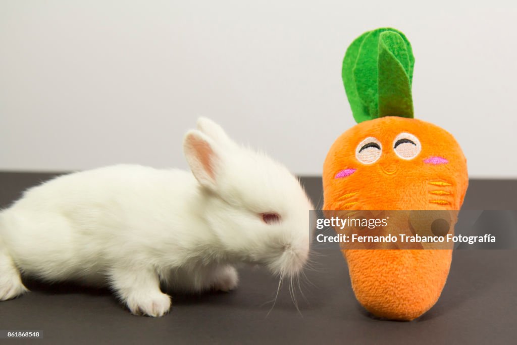 Bunny plays with a carrot