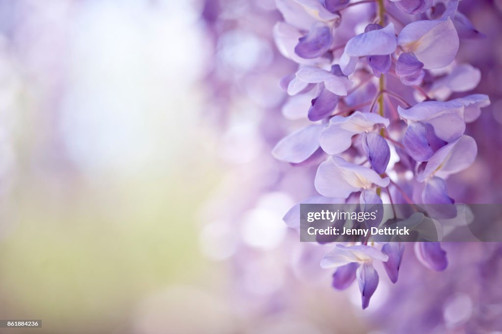 Purple wisteria