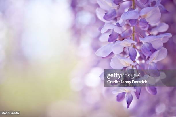 purple wisteria - purple petal stock pictures, royalty-free photos & images